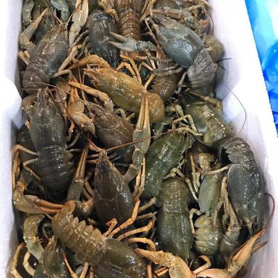 Рак 40-70 грамм.